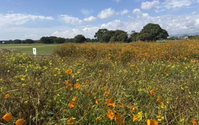淀川河川公園 太間地区の紹介写真